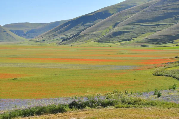 Vackra Blomsterfält Castelluccio Umbrien Italien — Stockfoto