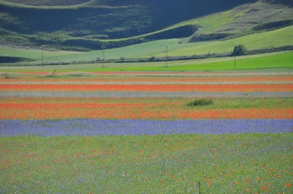 Beautiful Flower Field Castelluccio Umbria Italy — Stock Photo, Image