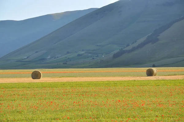 Beautiful Flower Field Castelluccio Umbria Włochy — Zdjęcie stockowe