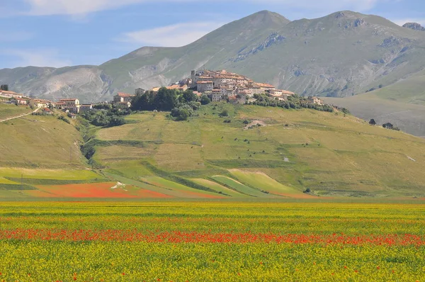 Mooie Bloemenvelden Castelluccio Umbrië Italië — Stockfoto