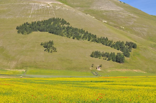 Beautiful Flower Field Castelluccio Umbria Itália — Fotografia de Stock