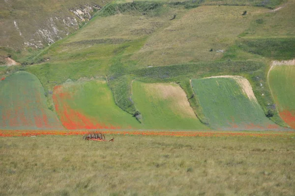 Beautiful Flower Field Castelluccio Umbria Włochy — Zdjęcie stockowe