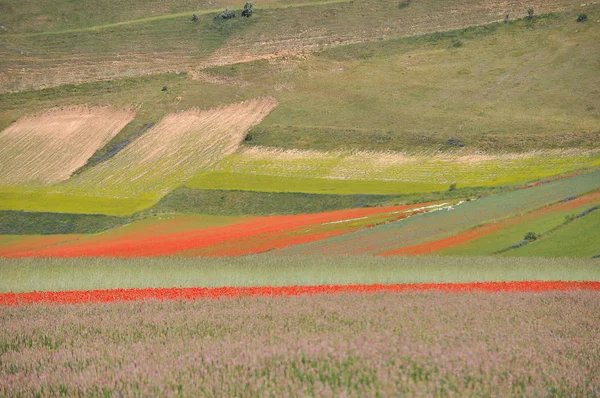 Beautiful Flower Field Castelluccio Umbria Włochy — Zdjęcie stockowe
