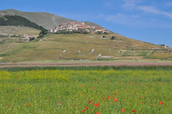 Όμορφο Λουλούδι Χωράφι Καστελούτσιο Ούμπρια Ιταλία — Φωτογραφία Αρχείου