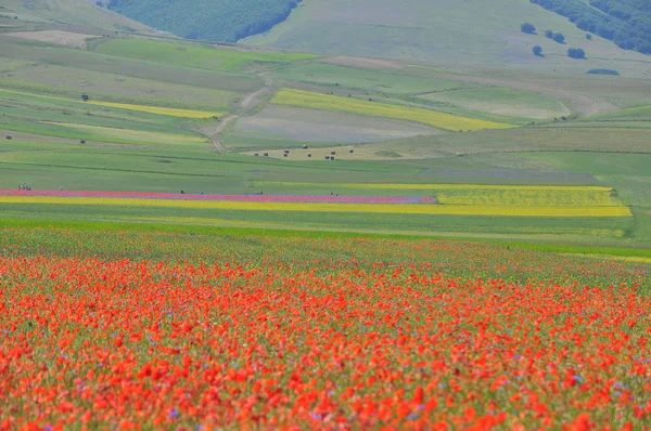 Beautiful Flower Field Castelluccio Umbria Italy — Stock Photo, Image