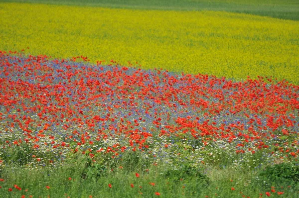 Gyönyörű Virág Field Castelluccio Umbria Olaszország — Stock Fotó