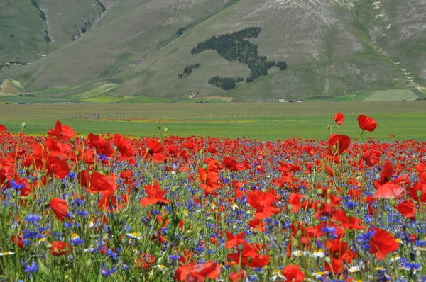 Vackra Blomsterfält Castelluccio Umbrien Italien — Stockfoto