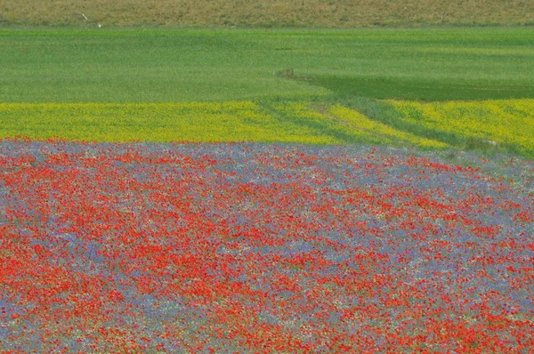 Beautiful Flower Field Castelluccio Umbria Włochy — Zdjęcie stockowe