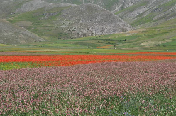 Vackra Blomsterfält Castelluccio Umbrien Italien — Stockfoto