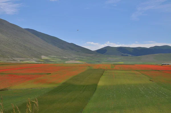 Vackra Blomsterfält Castelluccio Umbrien Italien — Stockfoto