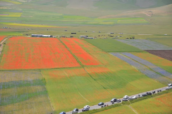 Gyönyörű Virág Field Castelluccio Umbria Olaszország — Stock Fotó