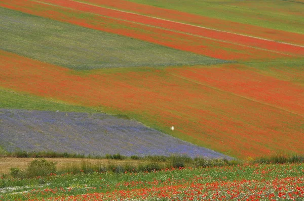 Gyönyörű Virág Field Castelluccio Umbria Olaszország — Stock Fotó