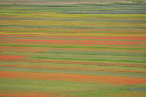 Beau Champ Fleurs Castelluccio Ombrie Italie — Photo