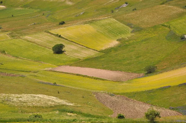 Vackra Blomsterfält Castelluccio Umbrien Italien — Stockfoto