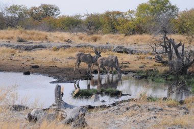 Springbok Antilop Etosha Milli Parkı'nda