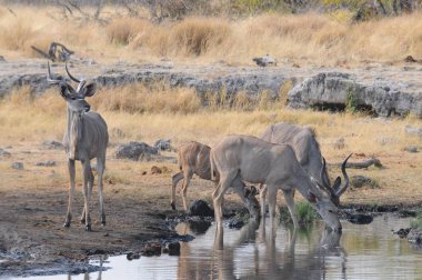 Springbok Antilop Etosha Milli Parkı'nda