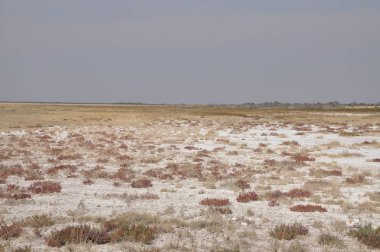 Etosha Ulusal Parkı Manzarası, Namibya