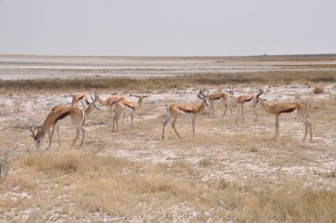 Springbok Antilop Etosha Milli Parkı'nda