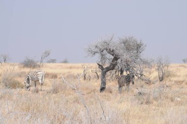 Etosha Ulusal Parkı Manzarası, Namibya
