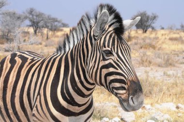 Namibya bozkırlarında zebralar, Etosha milli parkı