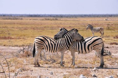 Namibya bozkırlarında zebralar, Etosha milli parkı