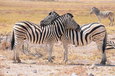 Namibya bozkırlarında zebralar, Etosha milli parkı