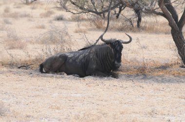 Etosha Milli Parkı'nda su birikintisi yakınında yaban hayatı