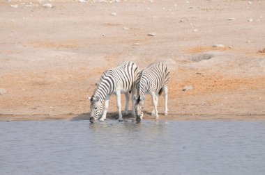 zebras in Namibian steppes, Etosha national park clipart