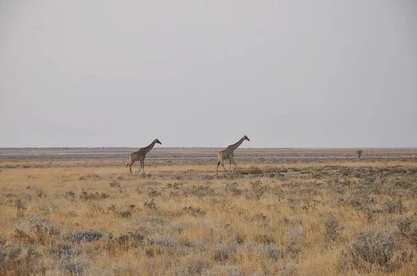 Family Wild Giraffes Etosha National Park Namibia Africa — Stock Photo, Image