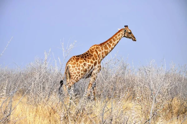 Rodzina Dzikich Żyrafów Parku Narodowym Etosha Namibia Afryka — Zdjęcie stockowe