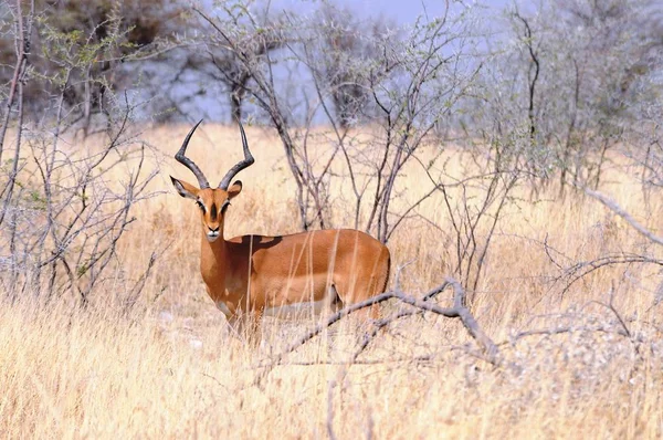Antelope Springbok Parque Nacional Etosha — Fotografia de Stock
