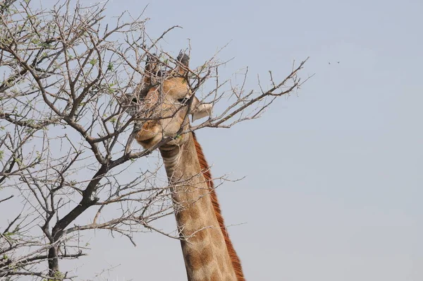 非洲纳米比亚埃托沙国家公园野生长颈鹿家族 — 图库照片