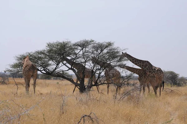 Família Girafas Selvagens Parque Nacional Etosha Namíbia África — Fotografia de Stock