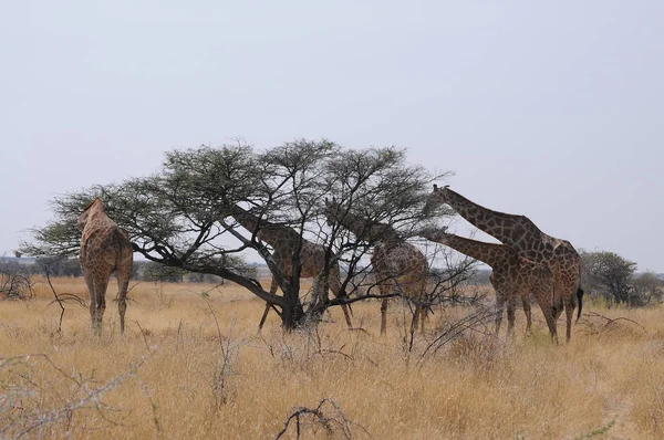 Family Wild Giraffes Etosha National Park Namibia Africa — Stock Photo, Image