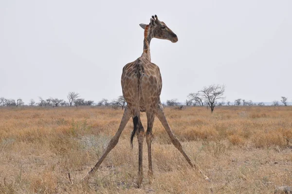 Rodzina Dzikich Żyrafów Parku Narodowym Etosha Namibia Afryka — Zdjęcie stockowe