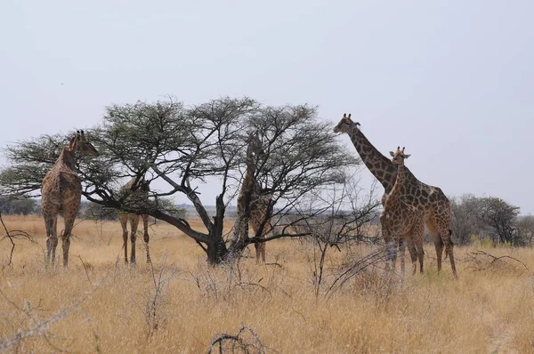 Famiglia Giraffe Selvatiche Nel Parco Nazionale Etosha Namibia Africa — Foto Stock