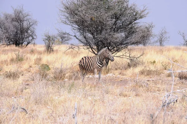 Zebras Nas Estepes Namíbia Parque Nacional Etosha — Fotografia de Stock