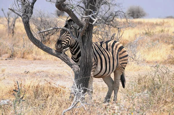 Zebry Stepy Namibii Park Narodowy Etosha — Zdjęcie stockowe