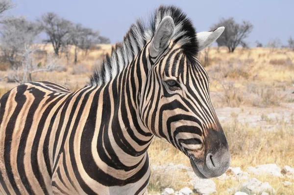 Zebras Nas Estepes Namíbia Parque Nacional Etosha — Fotografia de Stock