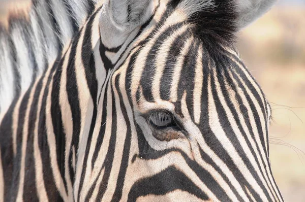 Zebras Nas Estepes Namíbia Parque Nacional Etosha — Fotografia de Stock