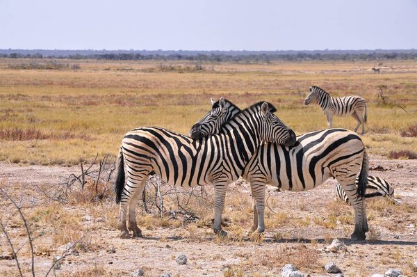 Zebras in Namibian steppes, Etosha national park