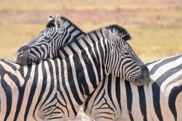 Zebras Nas Estepes Namíbia Parque Nacional Etosha — Fotografia de Stock