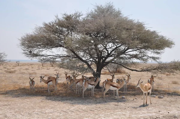 Springbok Antelope Parque Nacional Etosha —  Fotos de Stock