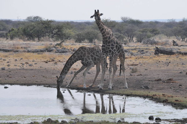 Family of wild giraffes in Etosha national park, Namibia, Africa