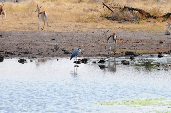 Fauna Selvatica Vicino Alla Pozza Acqua Nel Parco Nazionale Etosha — Foto Stock