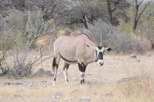 Gemsbok Walking Desert Savannah Namibia — Stock Photo, Image