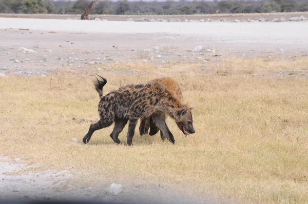 Hyena Etosha Nartional Park Namíbia — Fotografia de Stock