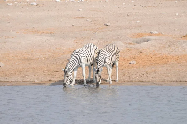 Namibya Bozkırlarında Zebralar Etosha Milli Parkı — Stok fotoğraf