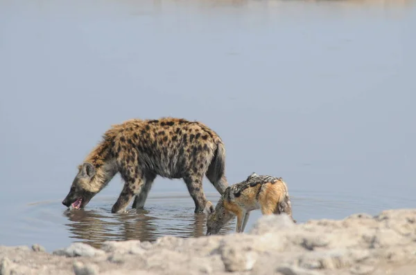 Hyena Etosha Nartional Park Namíbia — Fotografia de Stock