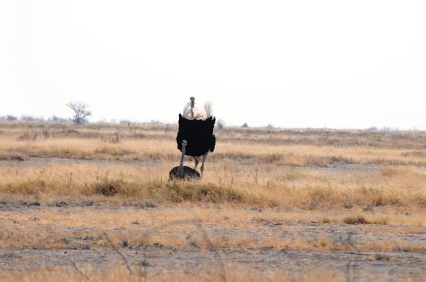 Ostrych Family Etosha National Park — Stock Photo, Image